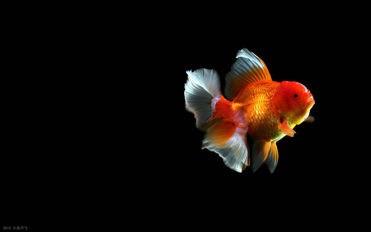 动物金鱼7秒的记忆可爱唯美意境游安静水下高清壁纸 图片编号 壁纸网