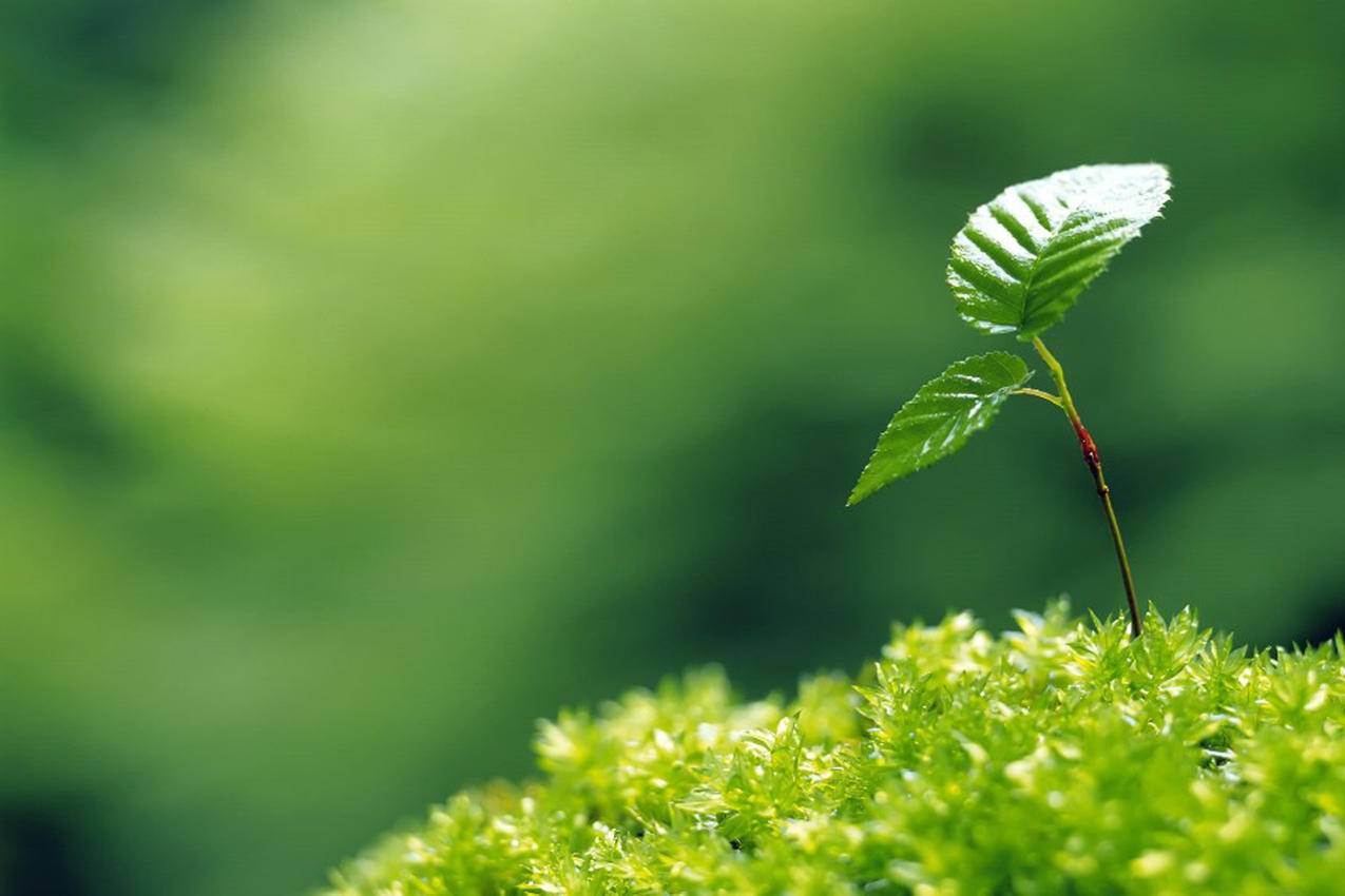 风景自然风光意境炎炎夏日绿色养眼植物高清壁纸