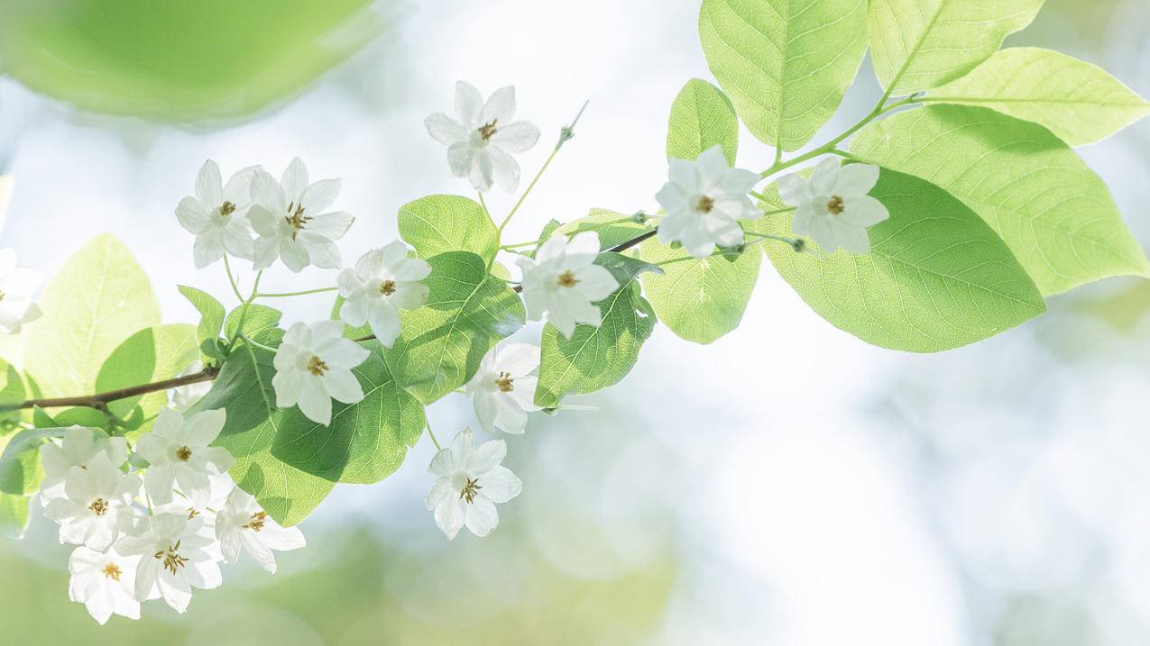 秤锤花 春天 清新 4k 鲜花 风景壁纸