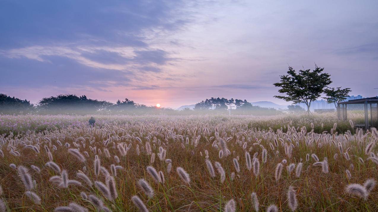 夕阳 狗尾巴草 唯美 风景 4k电脑壁纸