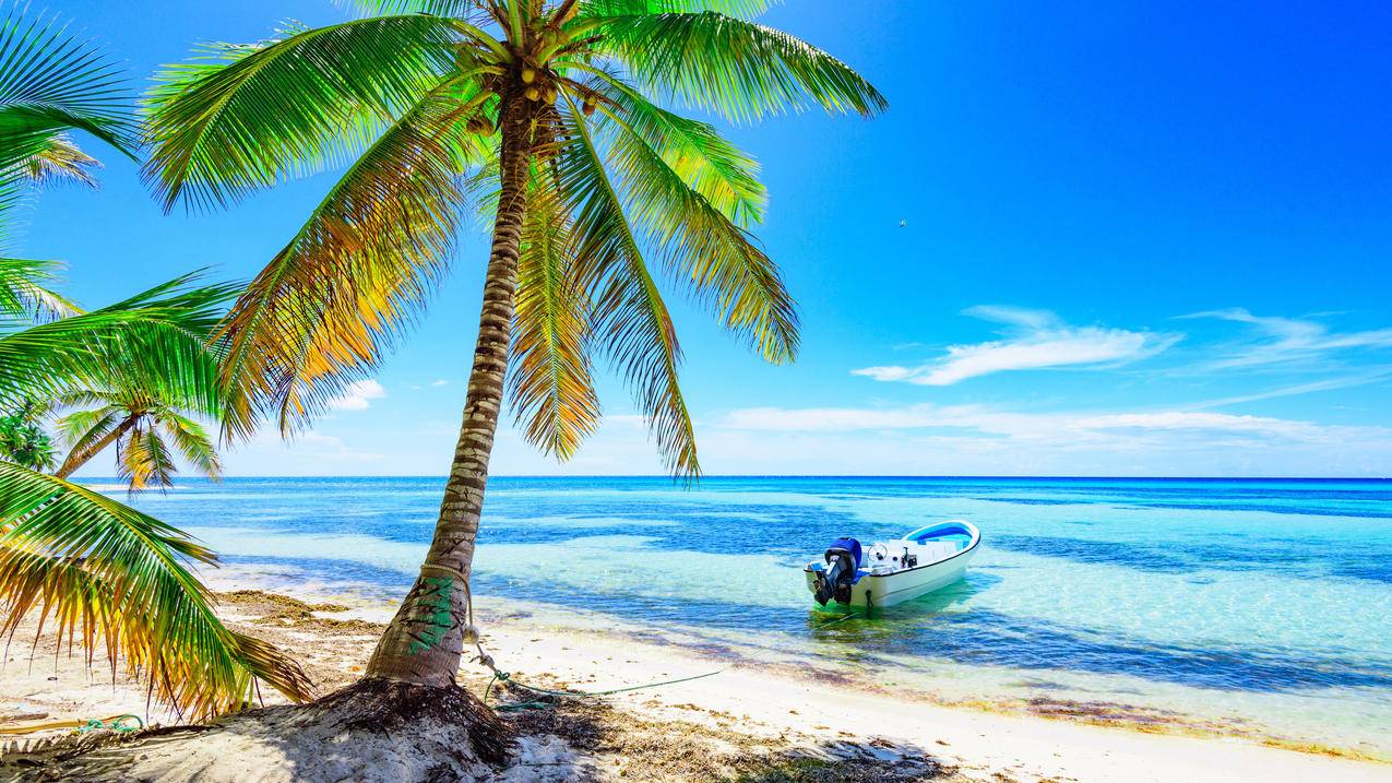 阳光热带夏天大海棕榈树岛屿船海边风景4k壁纸