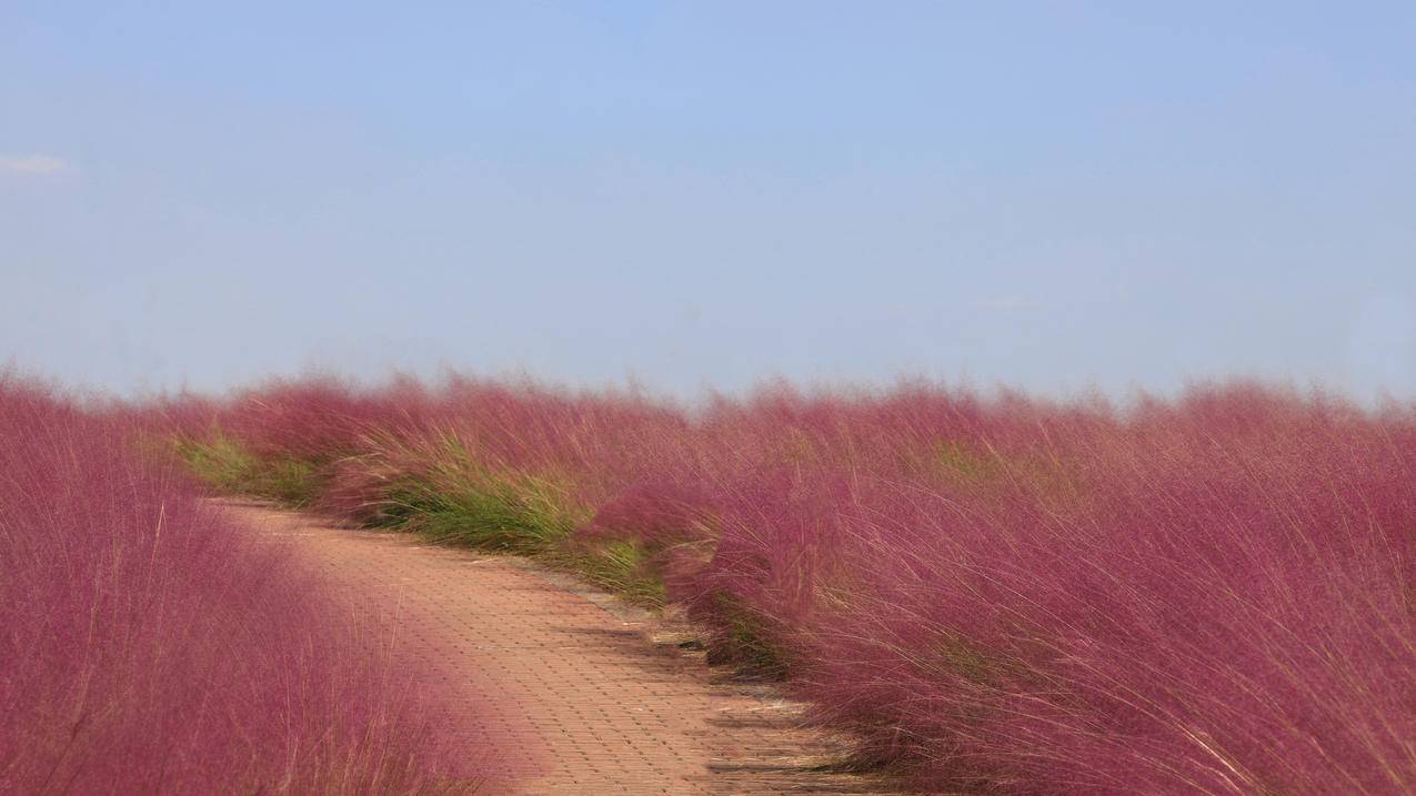 草 蓝天 风景 4k电脑壁纸