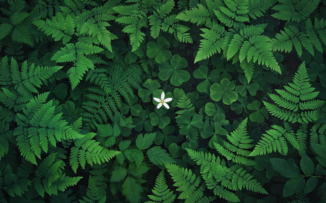 三叶草 花 蕨类植物 护眼车机壁纸免费下载3200x2000