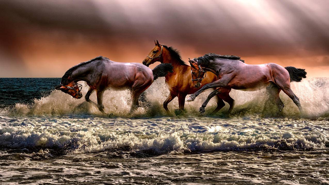海边 海水 海滩 三匹马 4K动物图片