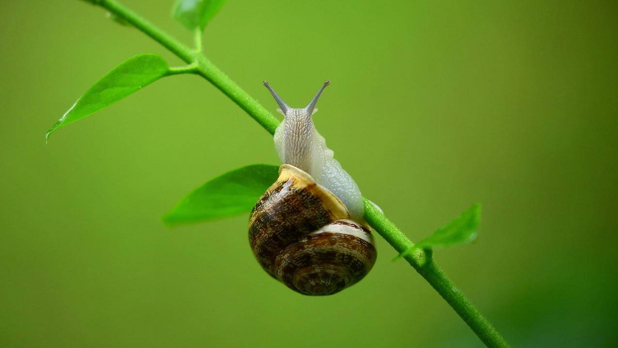 萌宠动物野生动物蜗牛高清壁纸