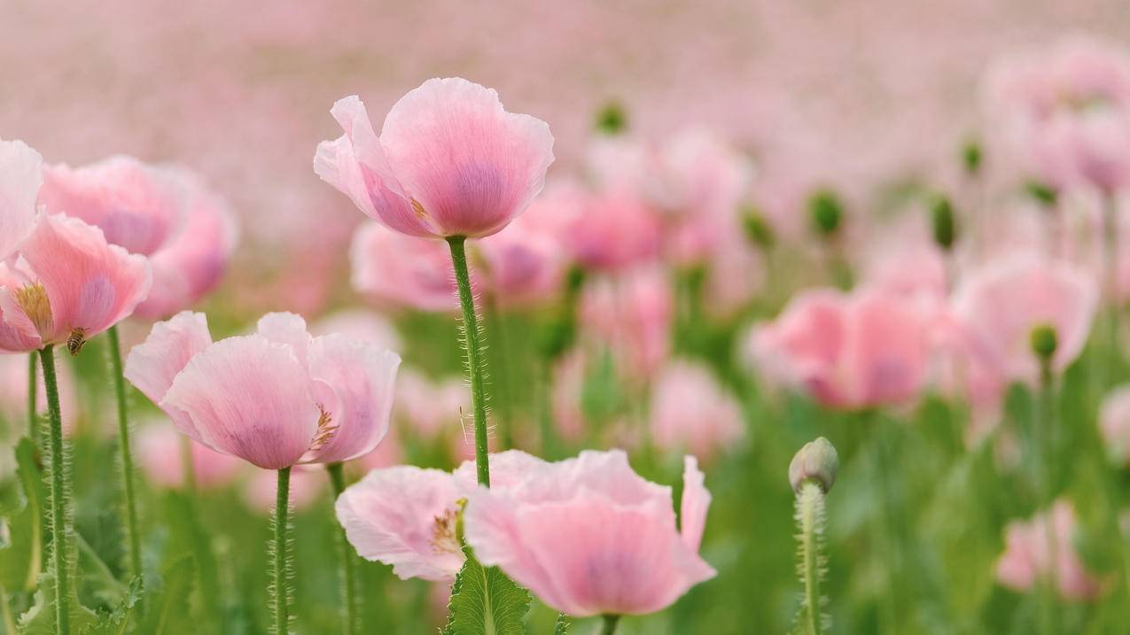 春暖花开 春天 花海 鲜花 清新 风景 4K电脑壁纸