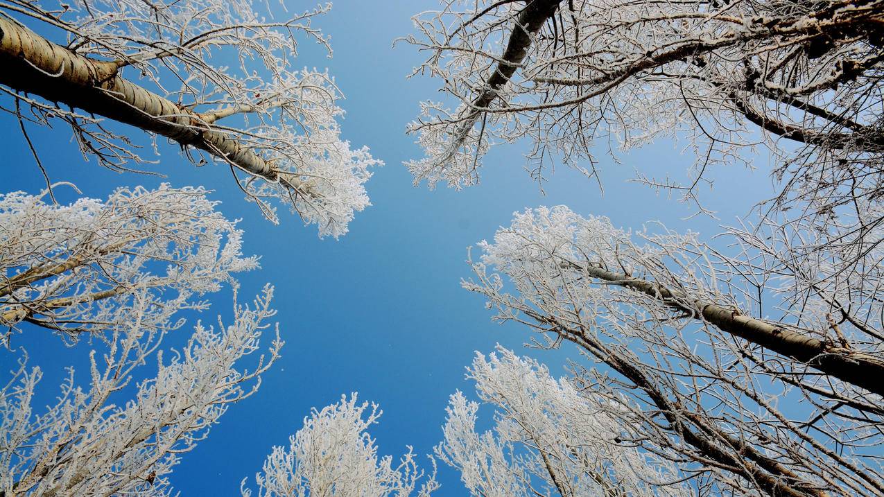 树枝上的雪5k壁纸