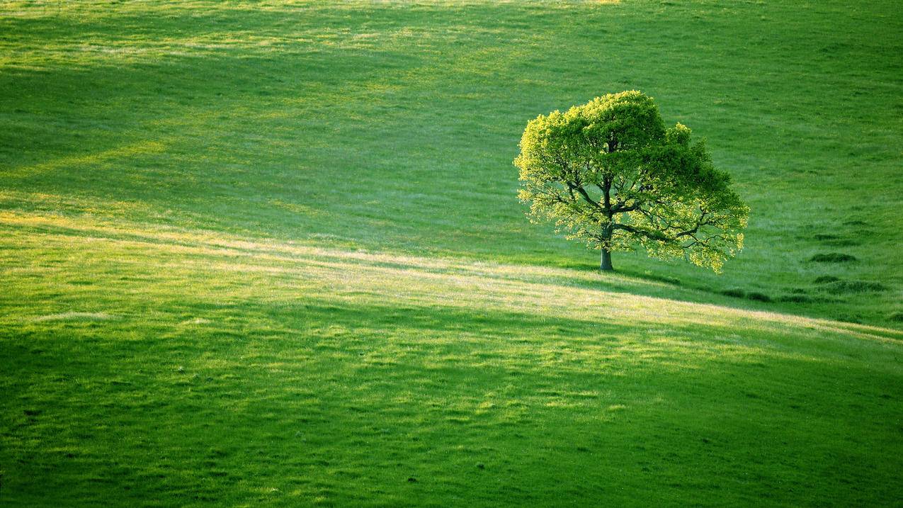 草地孤独的树5k壁纸