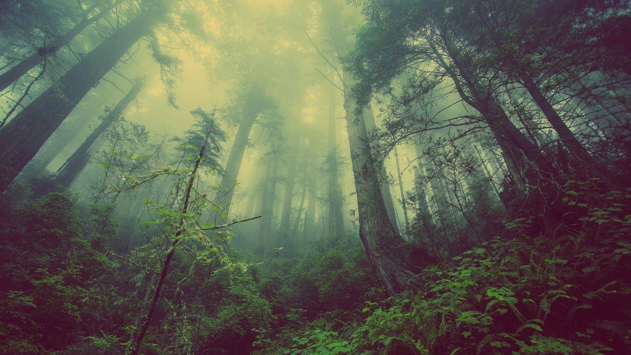 梦幻森林风景4k壁纸