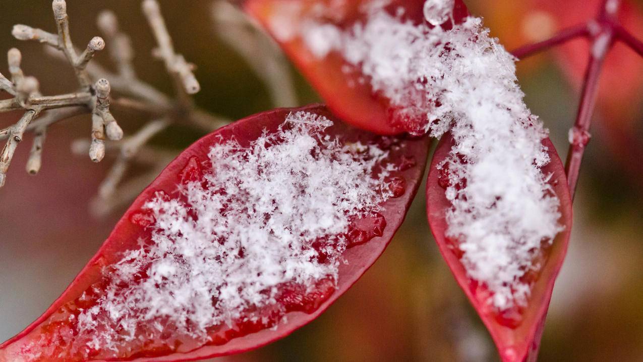 红叶雪花5k壁纸