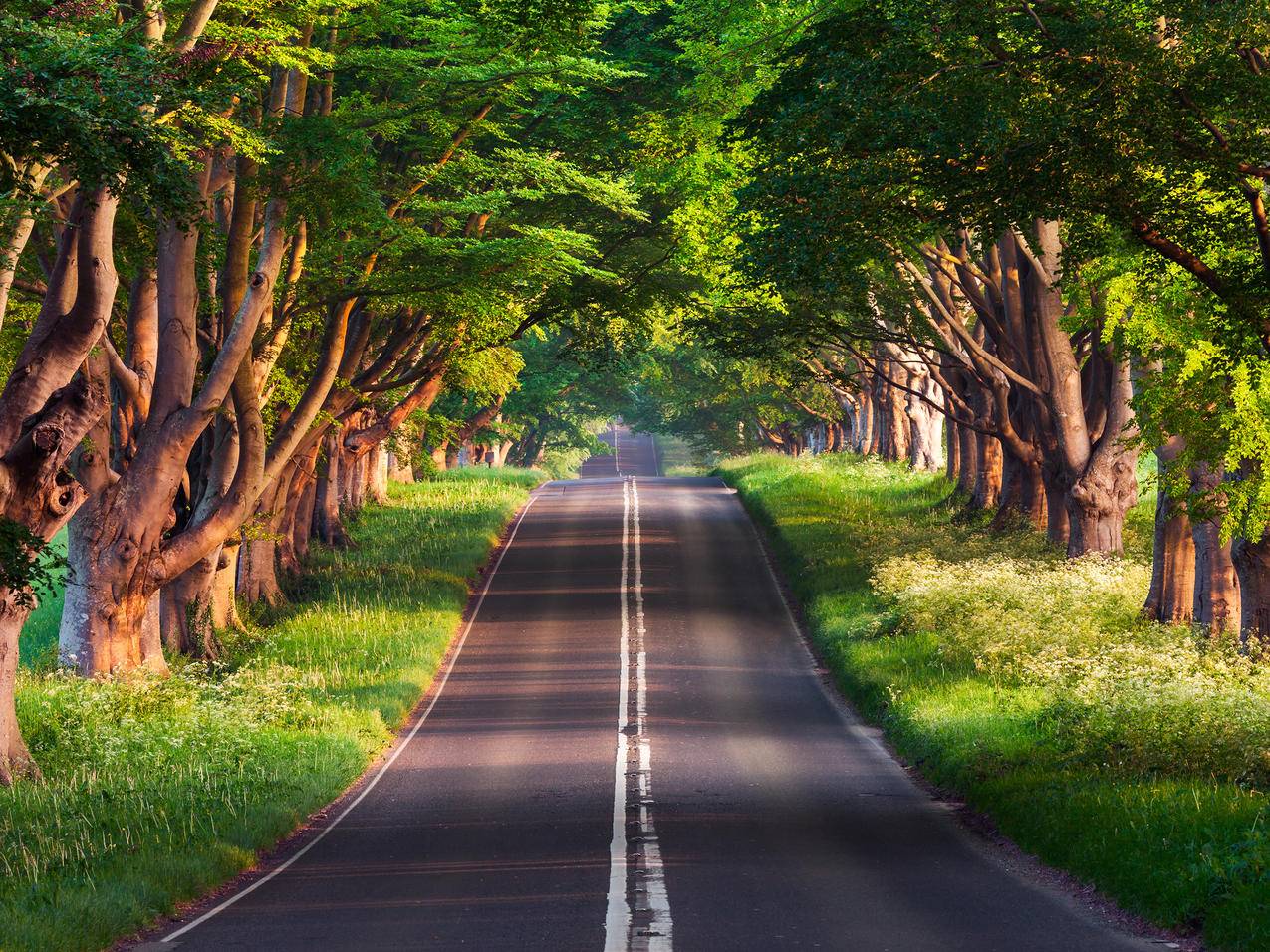 布兰德福德路 森林公路 风景iPad平板电脑壁纸