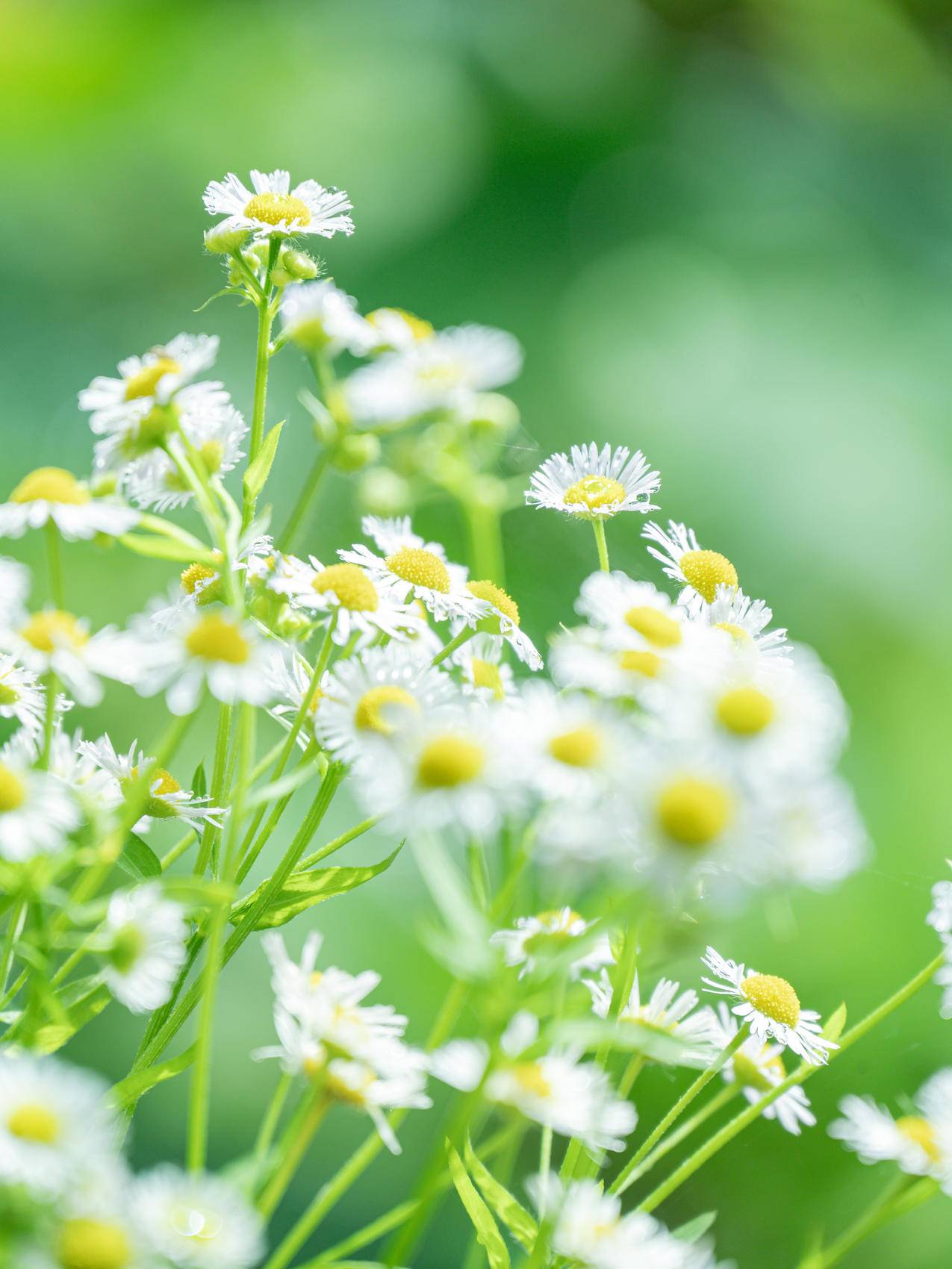 洋甘菊 花 护眼 4k手机壁纸