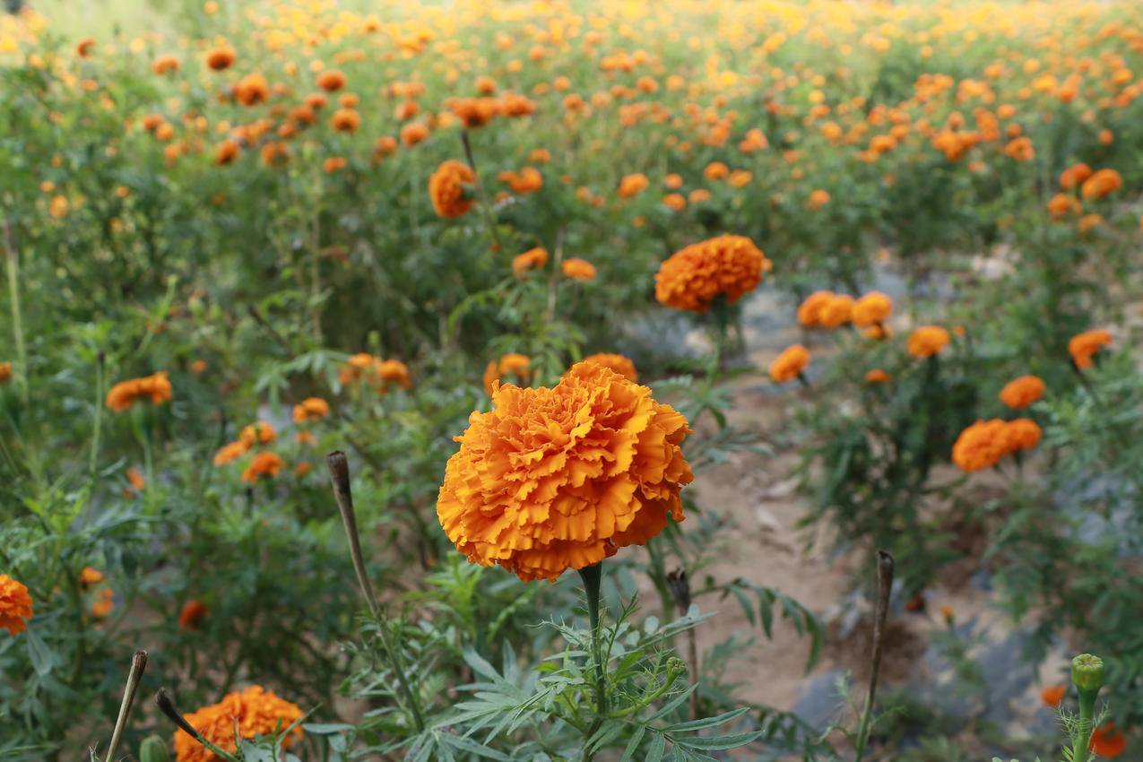 万寿菊 花海 4k风景壁纸