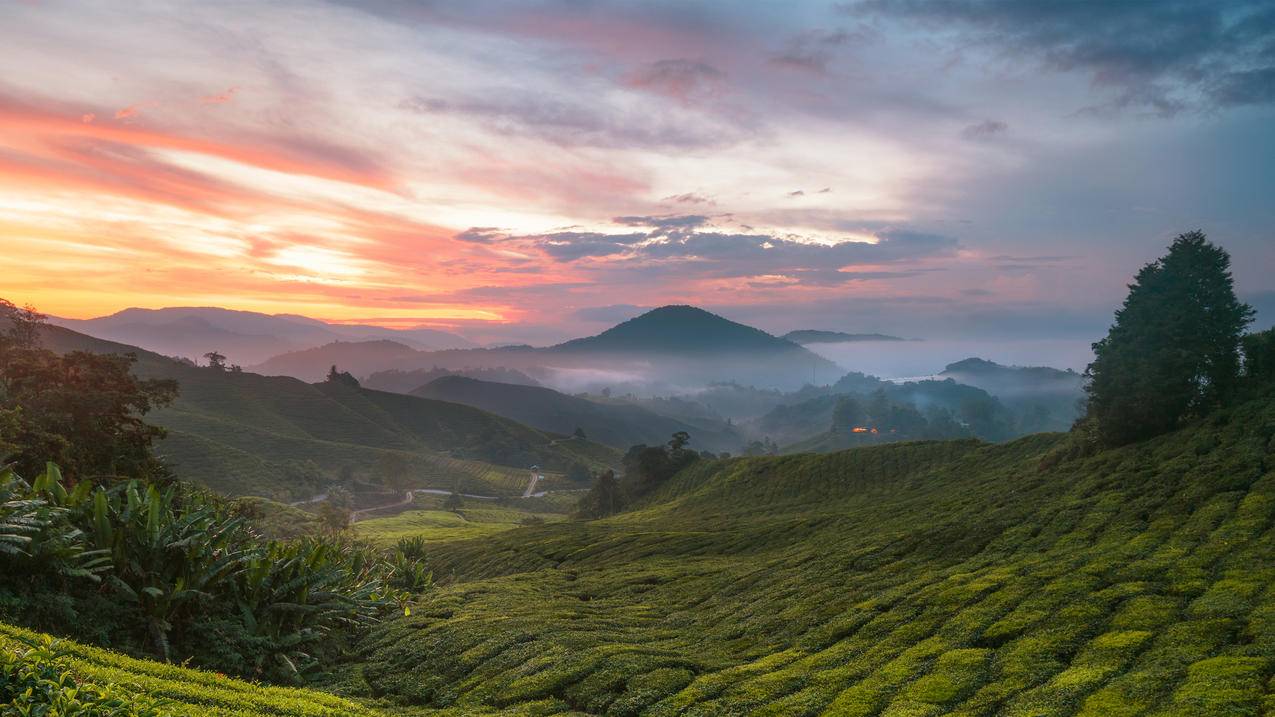 高地茶园风景 4k壁纸 3840x2160