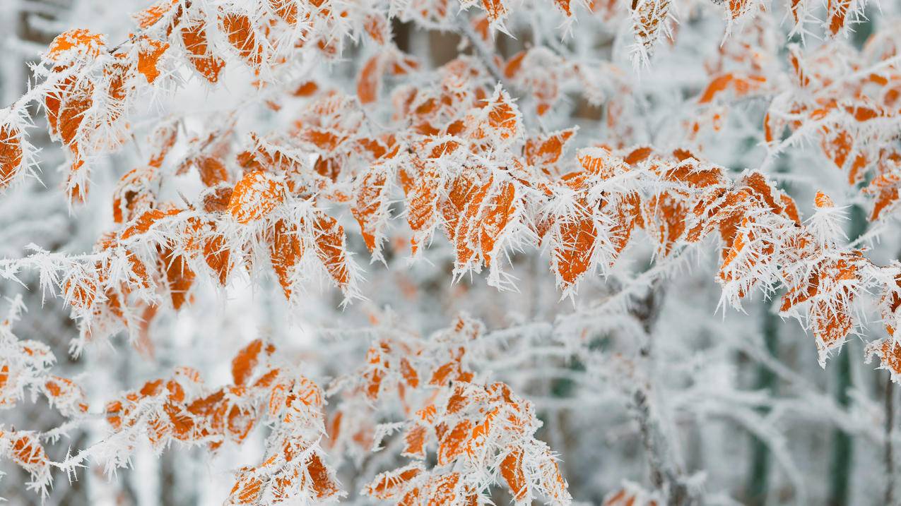 霜冻 黄叶落叶 树枝 4K高清风景壁纸