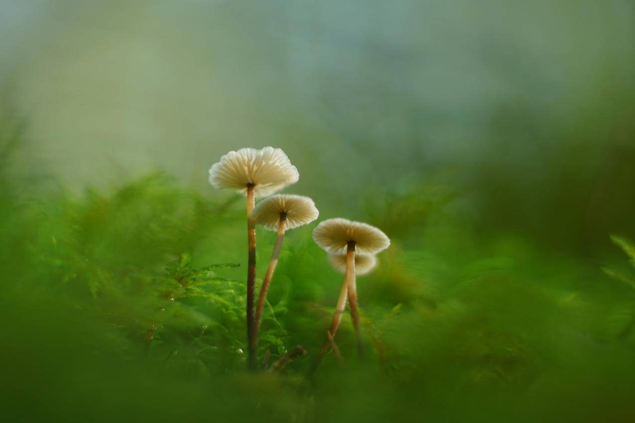 蘑菇苔藓绿色护眼4K壁纸3840x2560