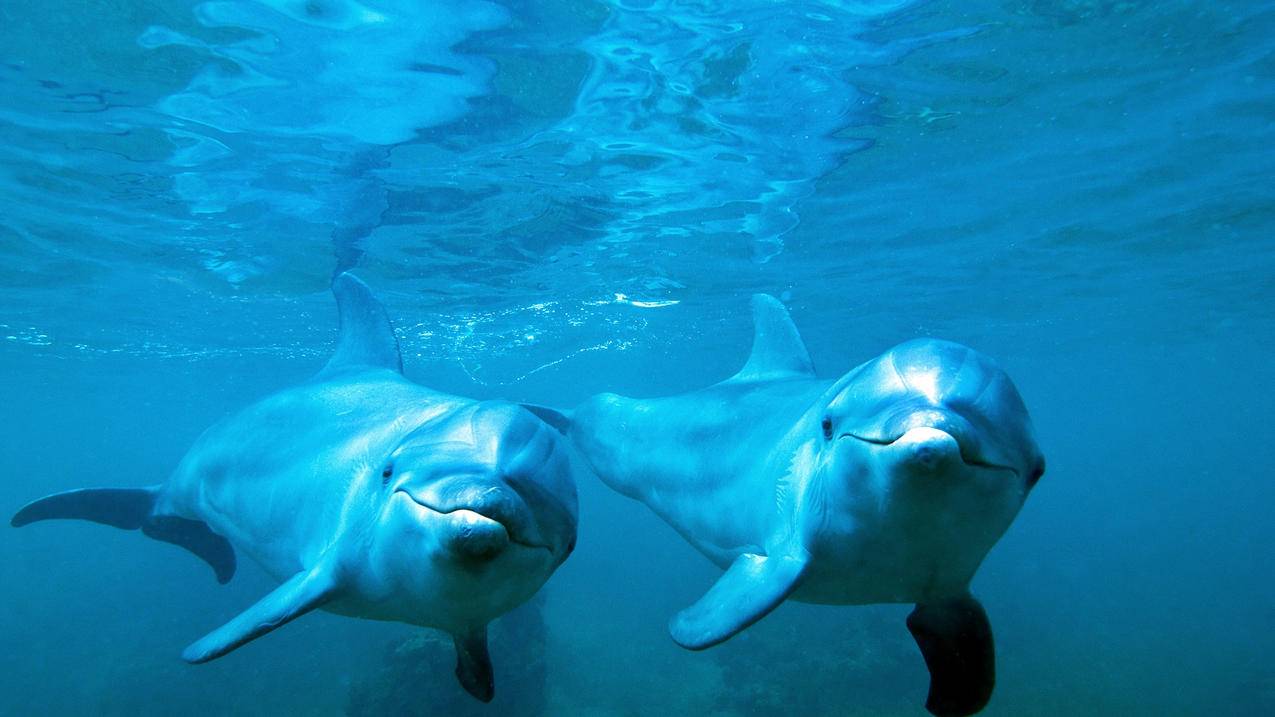 萌宠动物海洋生物海豚高清壁纸