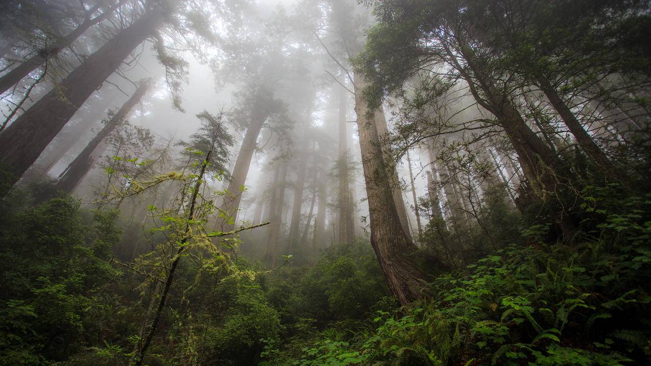 加州红木天堂风景4k壁纸