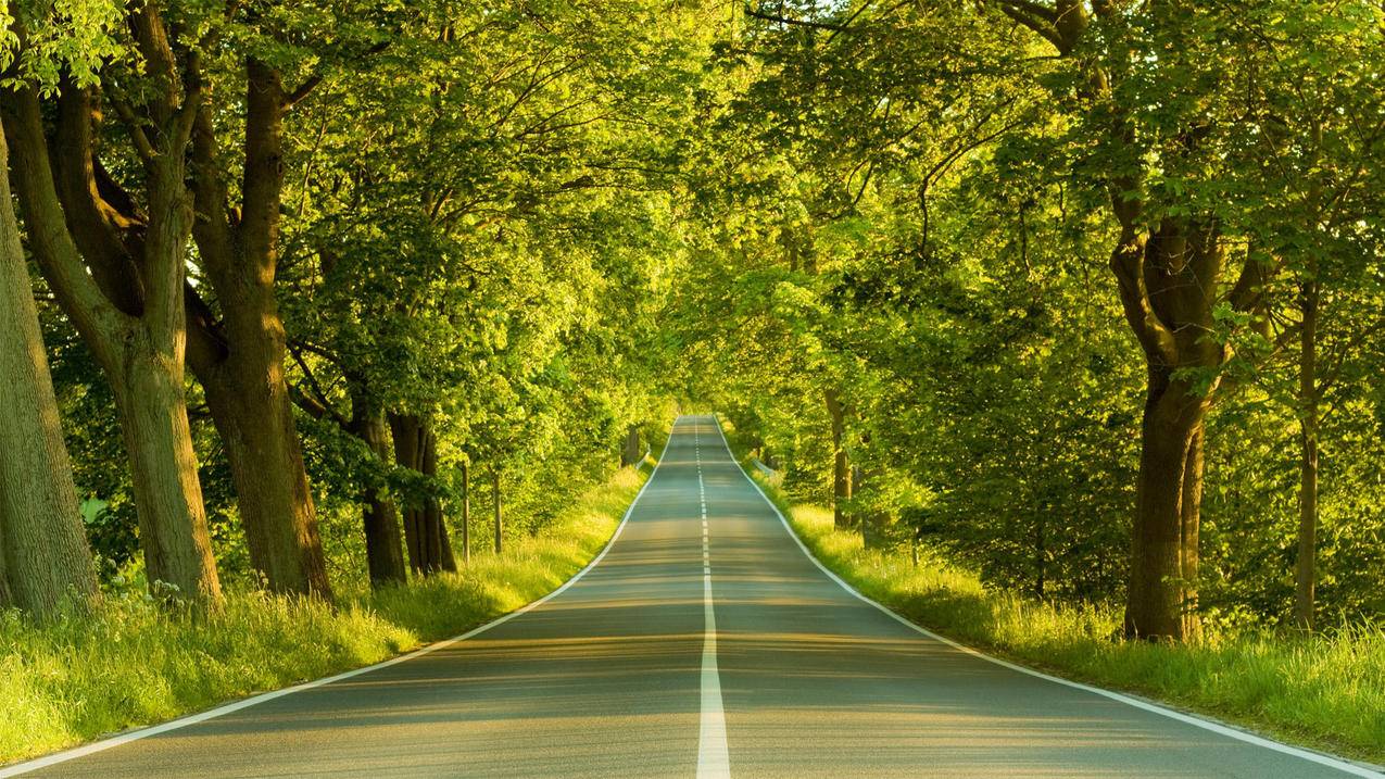 风景树木道路高清壁纸