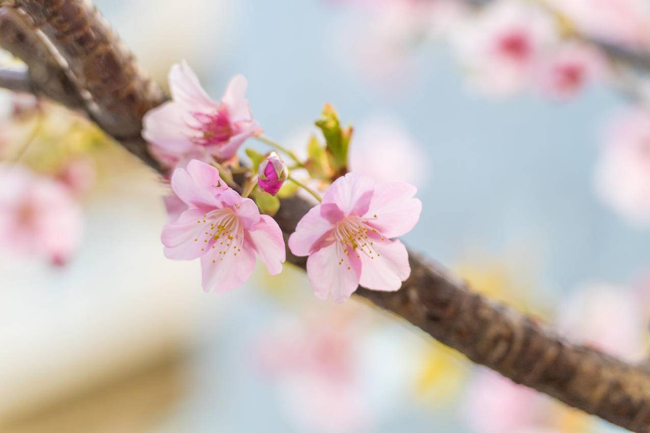 樱花 花朵 花瓣 春天 4K壁纸 3840x2560