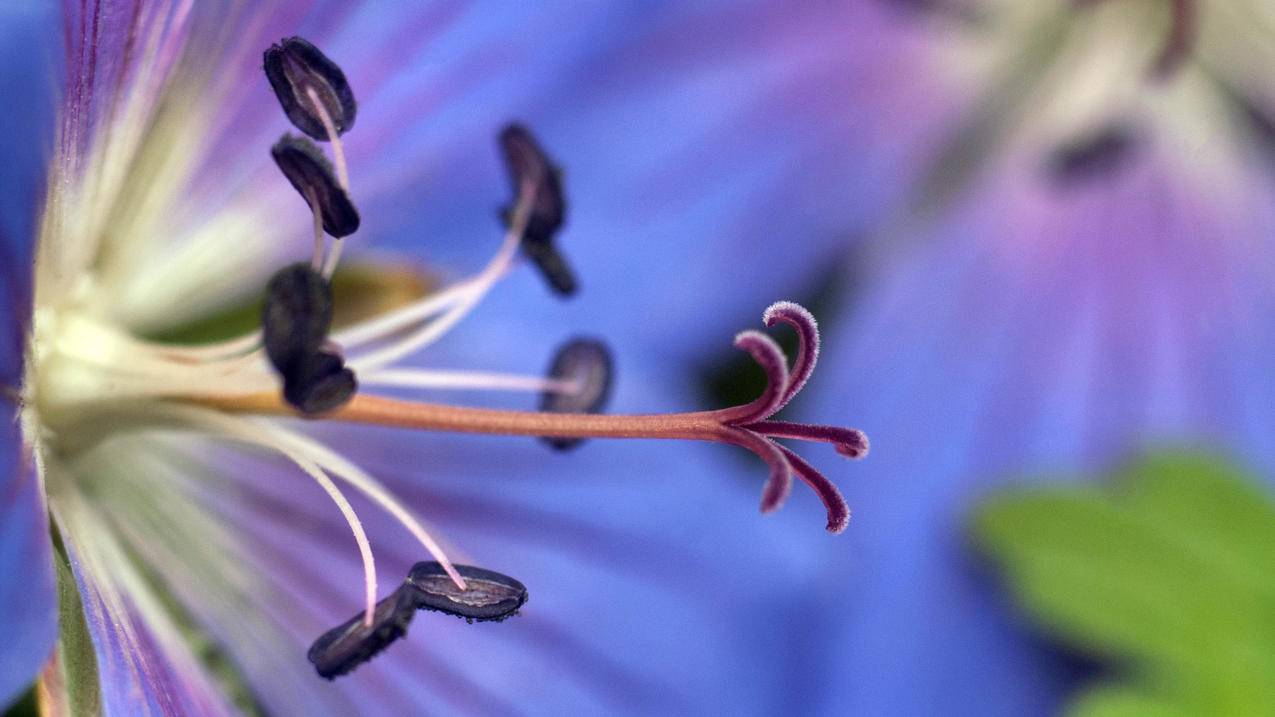 紫色鲜花花蕊5k壁纸