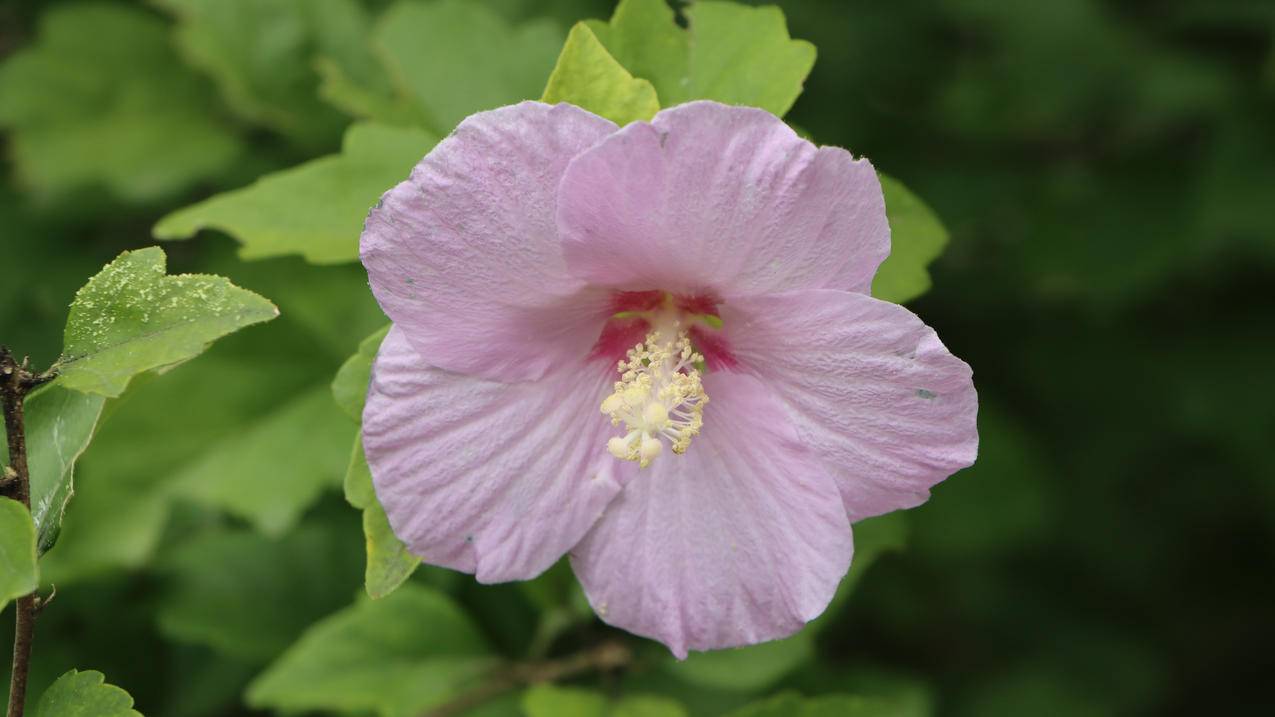 自然 漂亮花卉 木芙蓉 木槿花4K壁纸图片