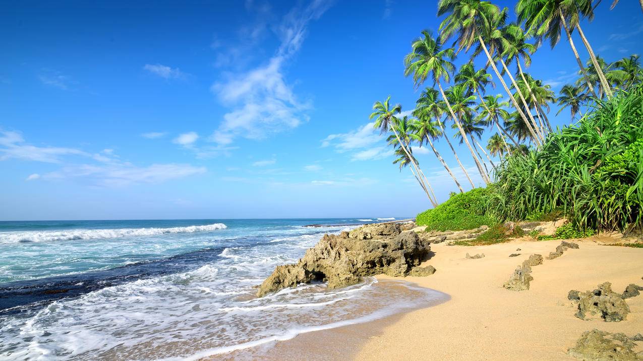 夏天海滩棕榈树大海风景4k壁纸