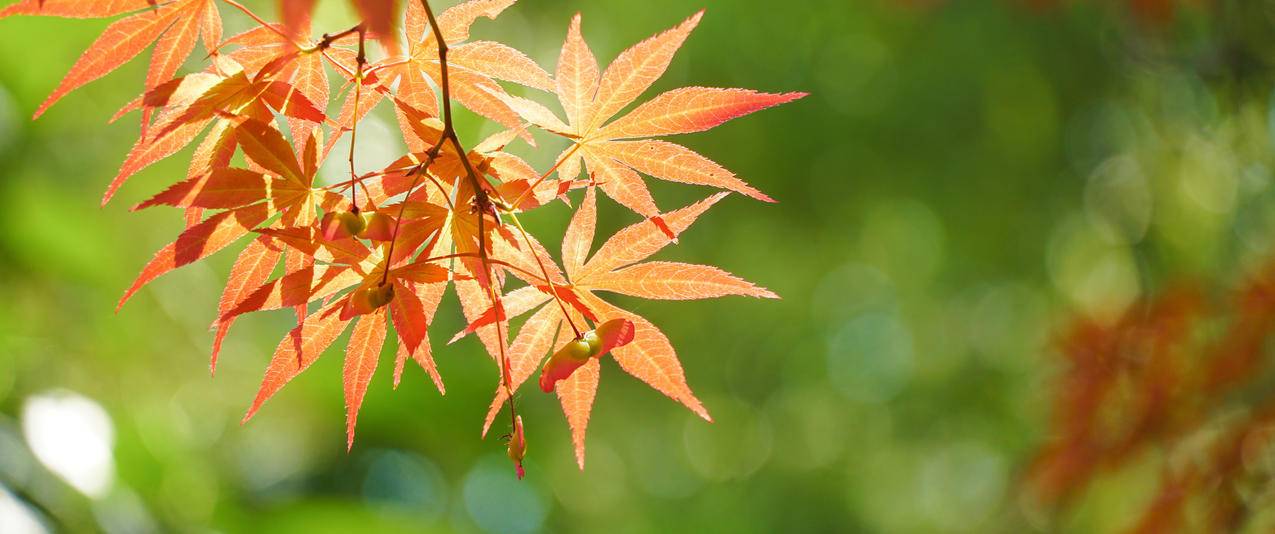 秋天叶子3440x1440风景带鱼屏壁纸