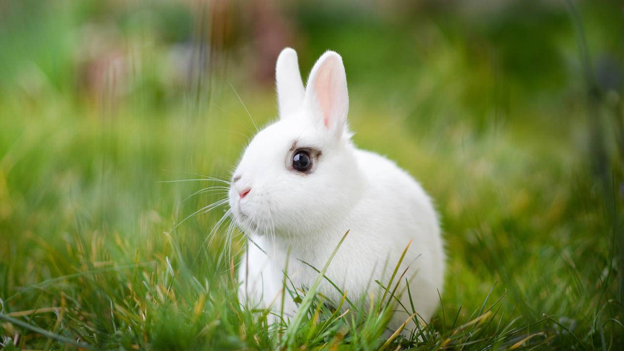 草地 大眼睛的小兔子 可爱 4K萌动物壁纸