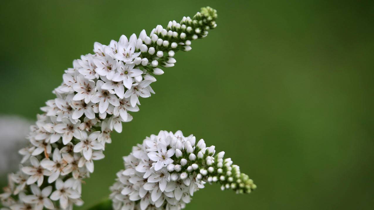 植物 鲜花 5k 简洁护眼桌面 高清壁纸