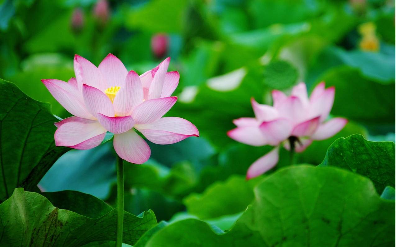 风景自然风光荷花莲花高清壁纸