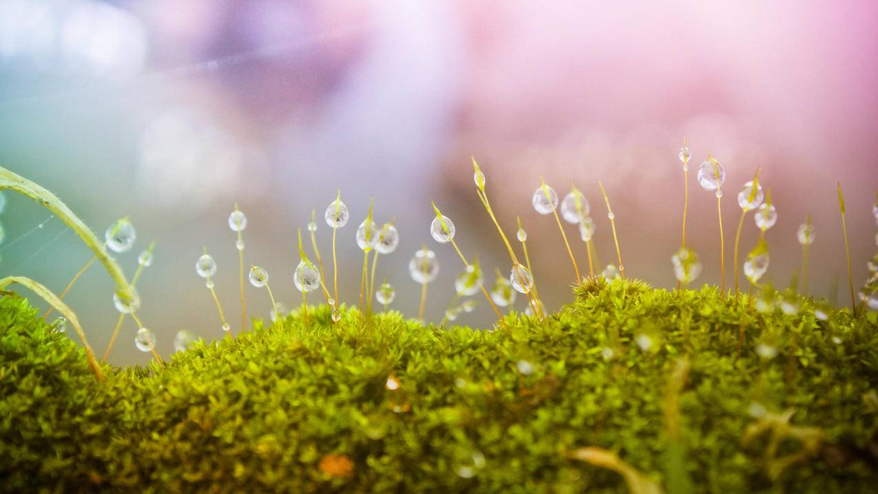 野草露珠5k壁纸