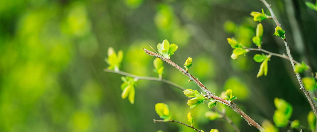 春天绿色树叶 树芽护眼3440x1440带鱼屏壁纸