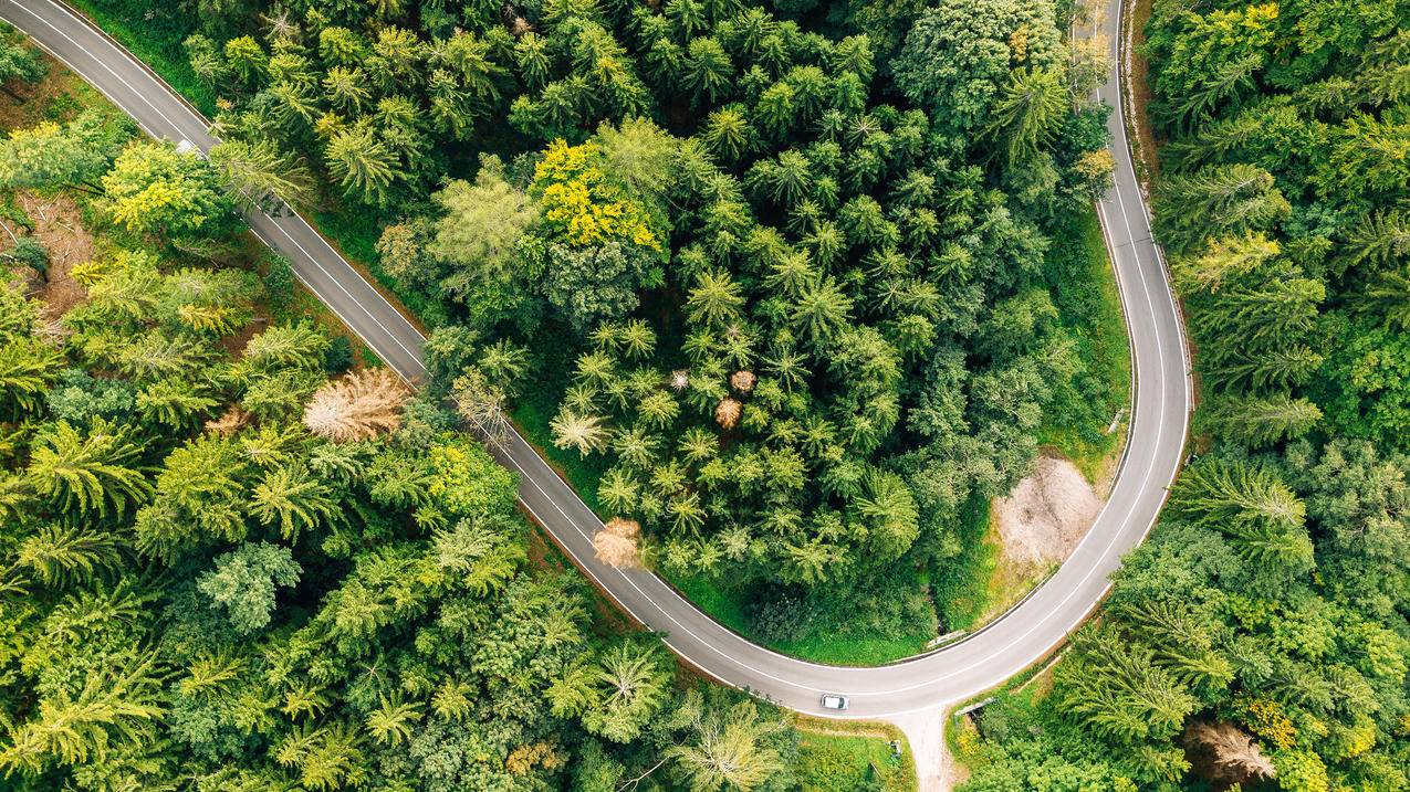 树林 公路 鸟瞰图 4k风景