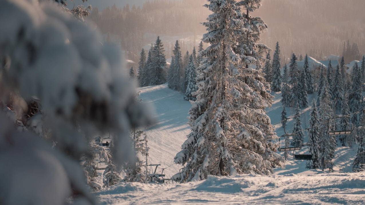 冬天 雪地 雪景 4k 风景 壁纸