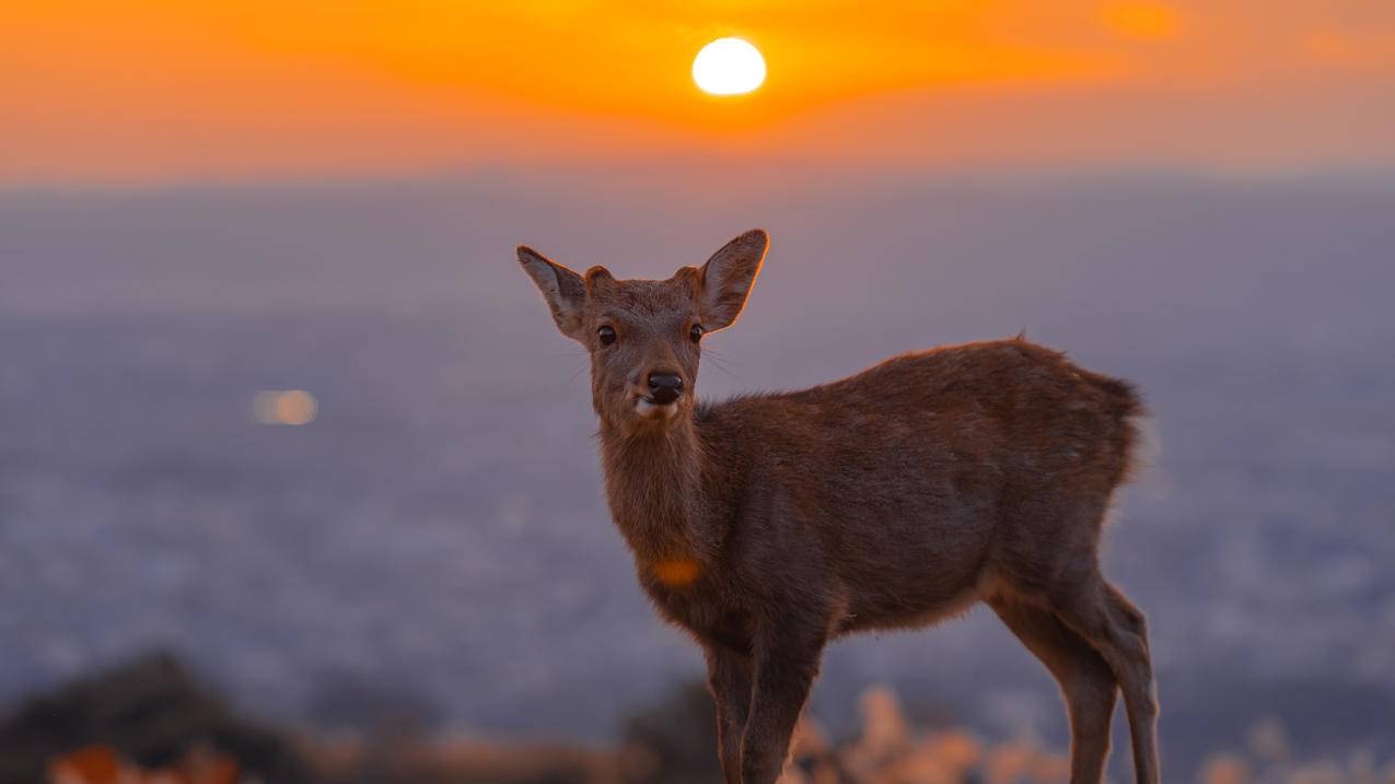 夕阳 鹿 可爱 萌物 4k 桌面