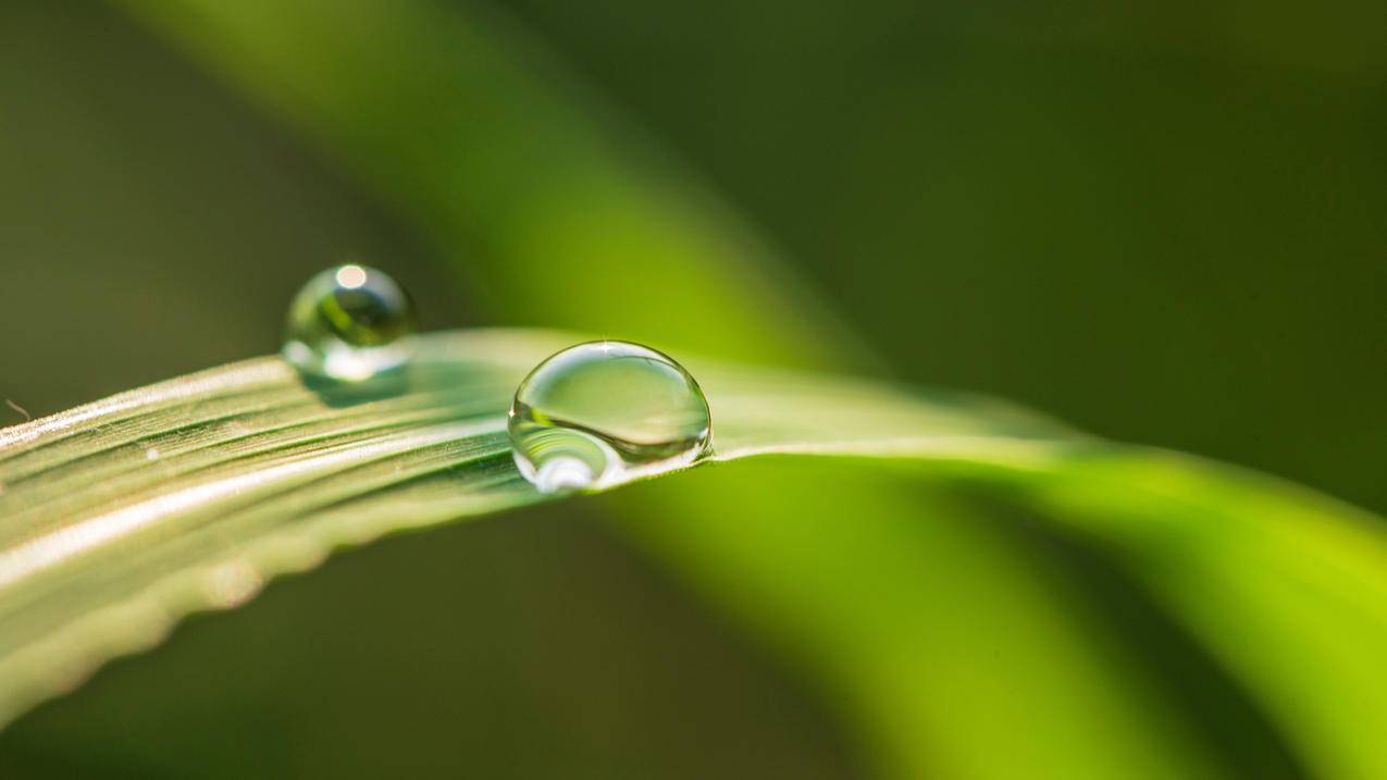 露珠护眼4k壁纸