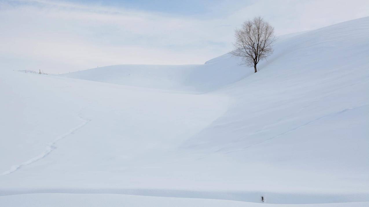 雪地树木5k壁纸
