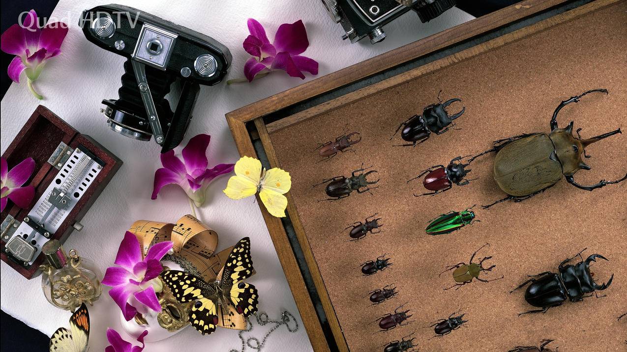昆虫标本相机4k壁纸