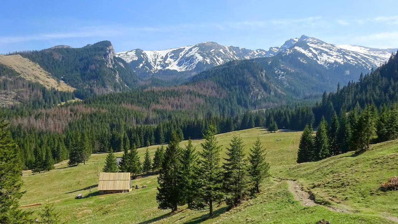 山 树木 绿色 护眼 4K风景桌面