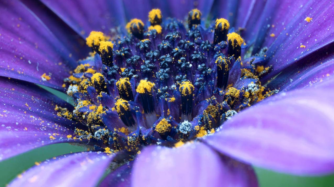 花蕊 紫色花 4K高清壁纸 3840x2160