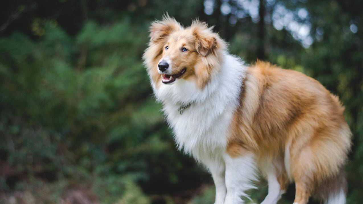 汪星人狗苏格兰牧羊犬5k壁纸