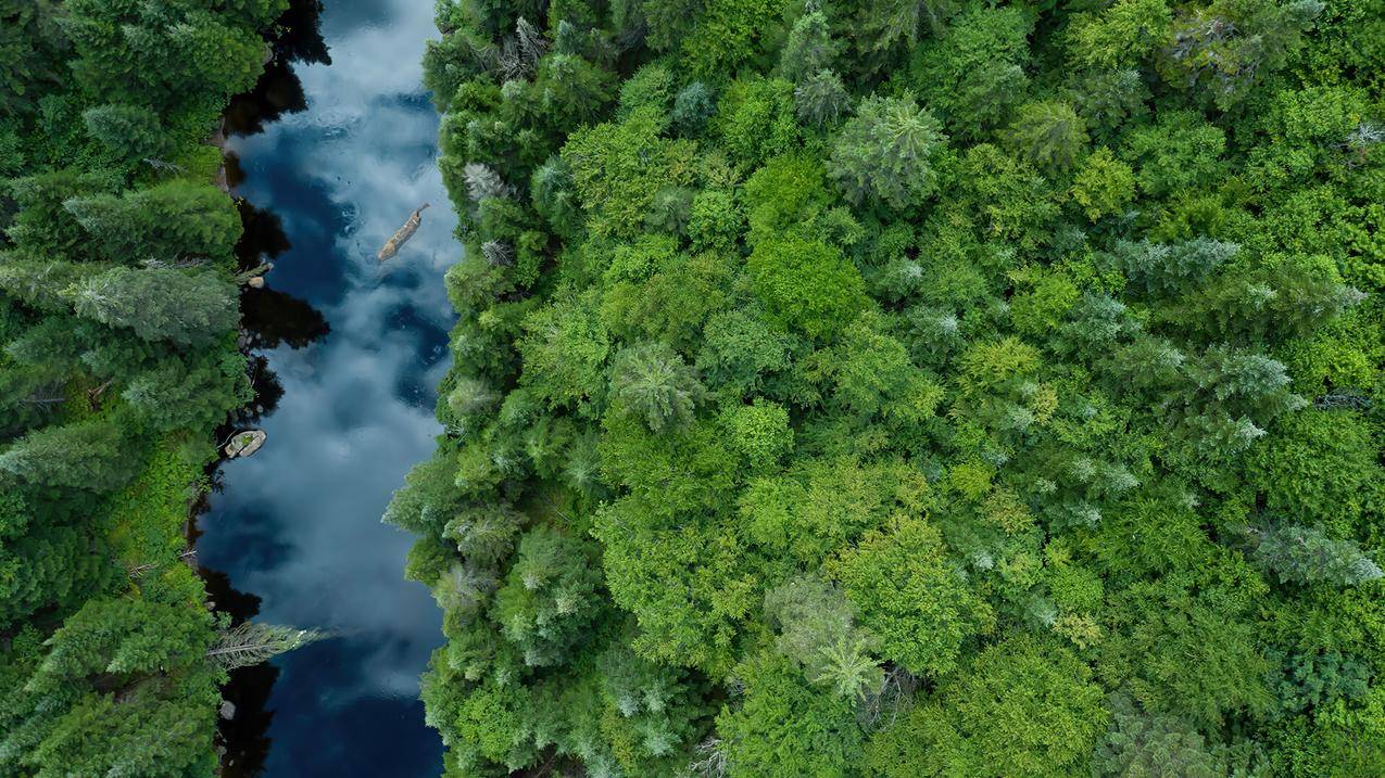 河流绿色森林树木4k风景壁纸