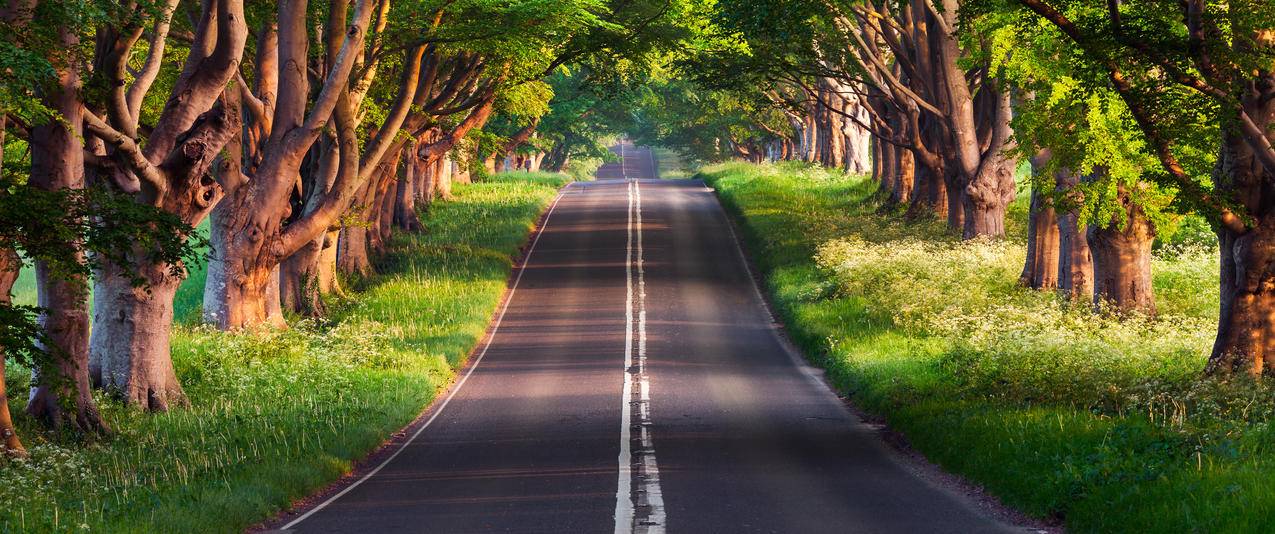 布兰德福德路绿色森林道路风景3440x1440带鱼屏壁纸