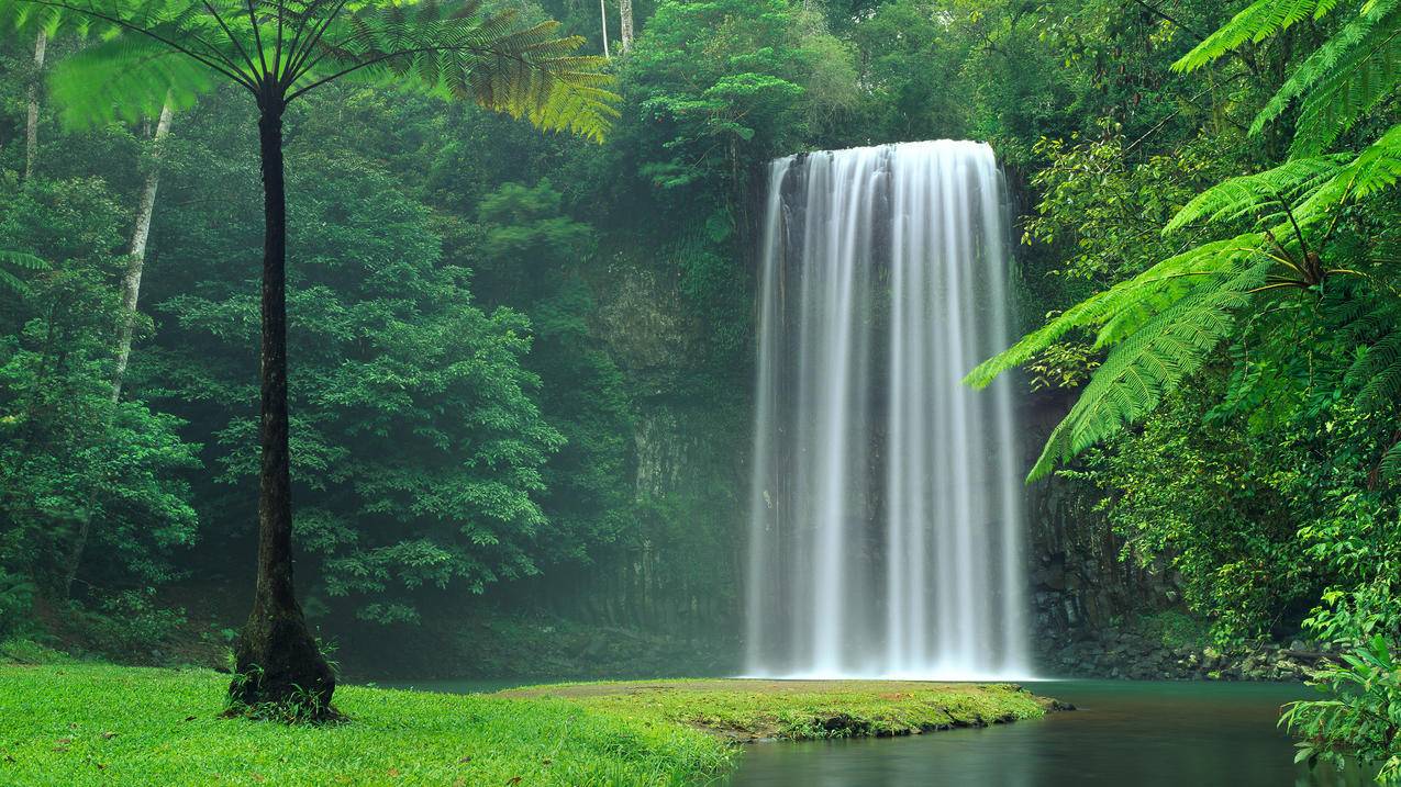 郁郁葱葱的蕨类植物和热带植物Millaa米拉瀑布风景4k壁纸