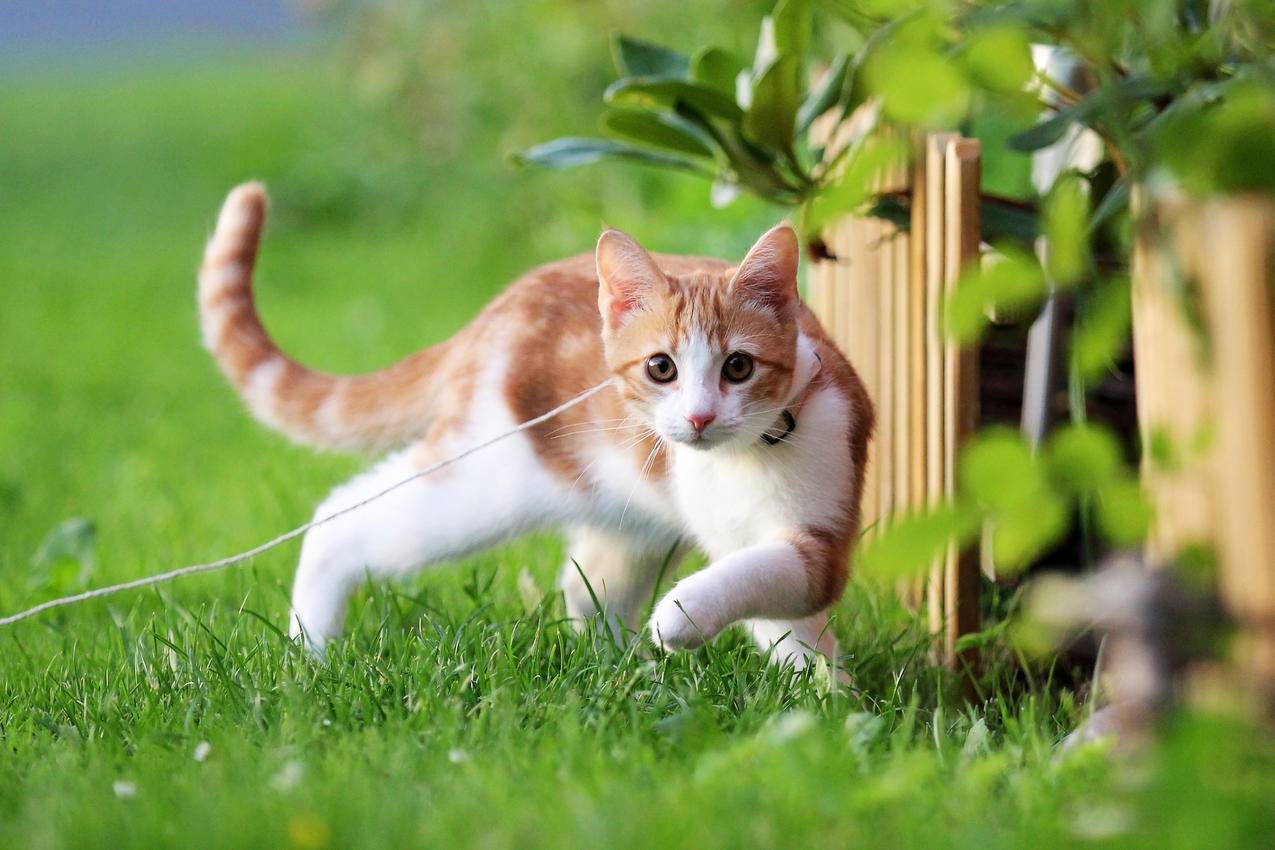 小猫 夏天 绿草地 可爱小黄猫 4K高清萌动物壁纸
