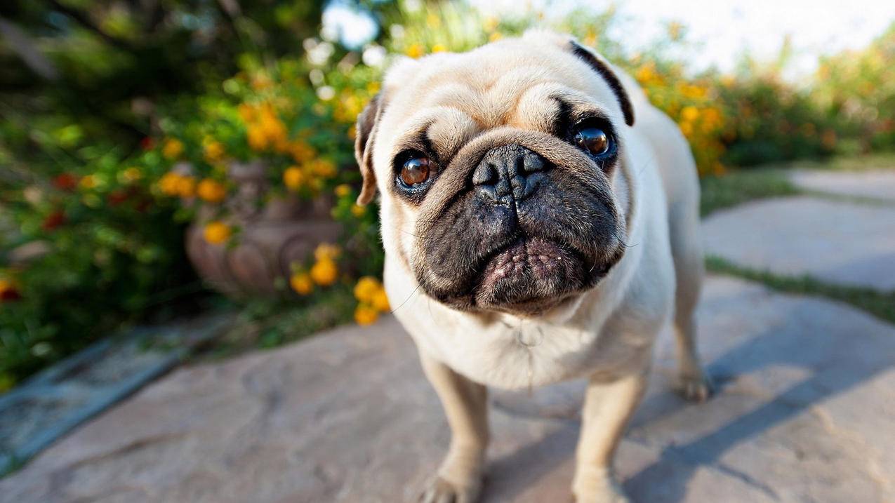 萌宠动物汪星人狗巴哥犬高清壁纸