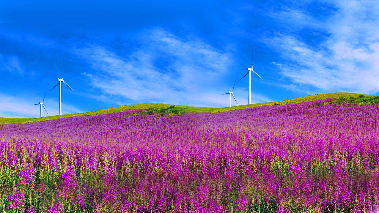 花海 风车 蓝天 风景 4K电脑壁纸