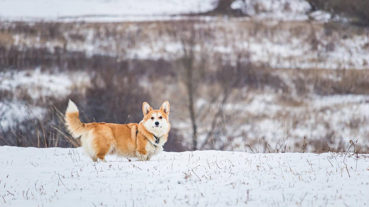 雪地 小狗 柯基 可爱 5K高清壁纸