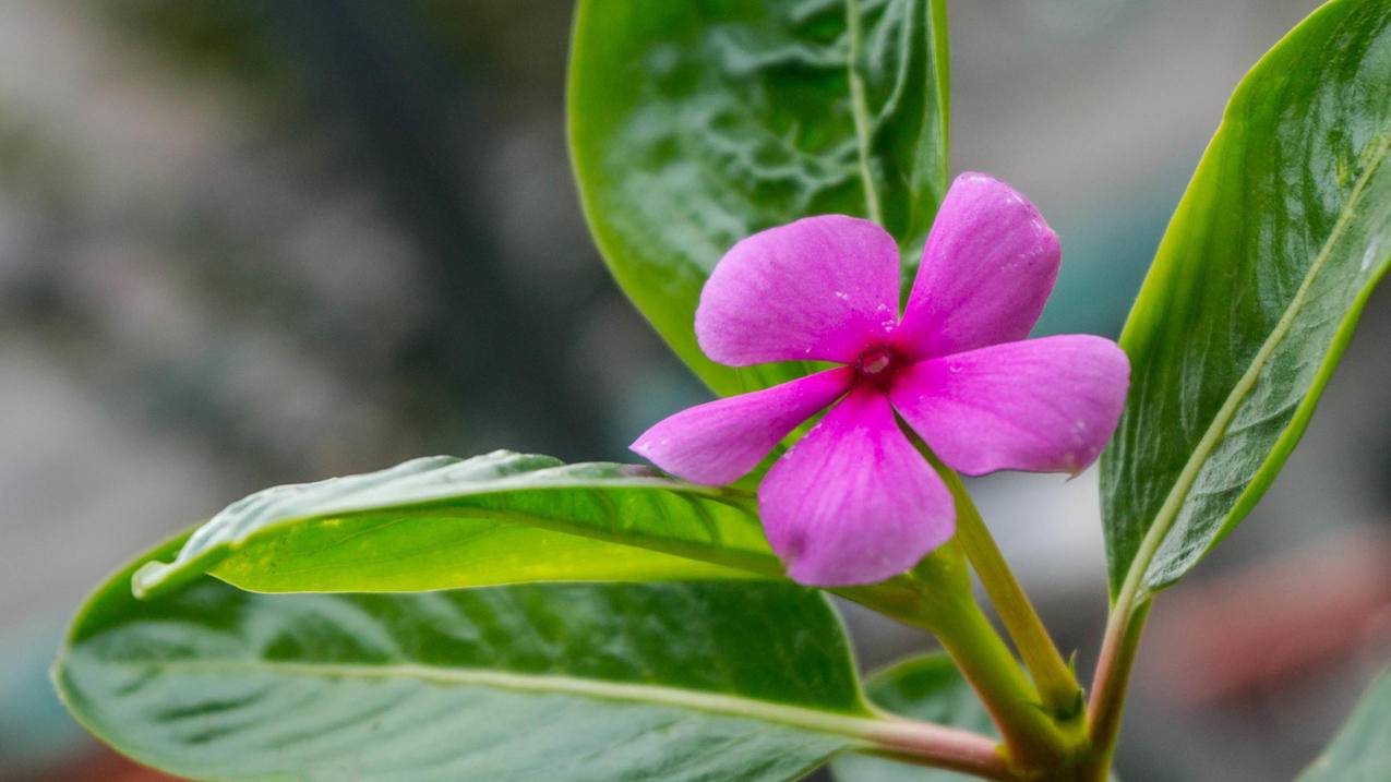 盛开的鲜花5k壁纸